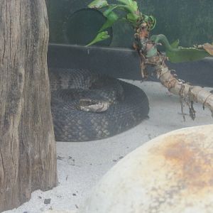 Jambo Junction- Florida Cottonmouth