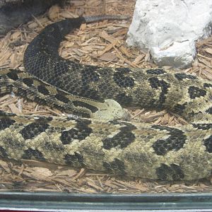 Jambo Junction- Canebrake Rattlesnake