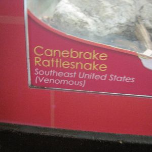 Jambo Junction- Rattlesnake Signage