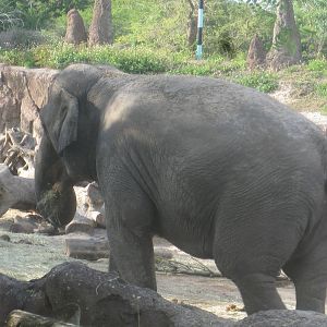 Rhino Rally- Asian Elephant
