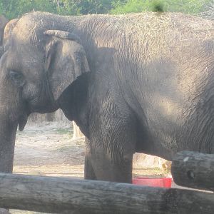 Rhino Rally- Asian Elephant