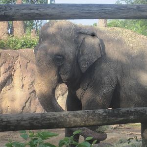 Rhino Rally- Asian Elephant