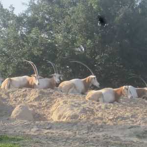 Rhino Rally- Scimitar-Horned Oryx