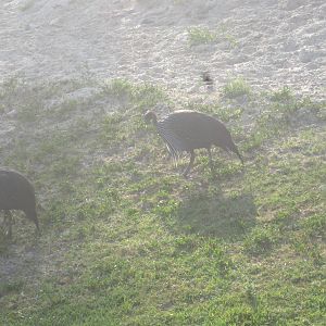 Rhino Rally- Vulturine Guinea Fowl
