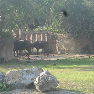 Rhino Rally- Cape Buffalo
