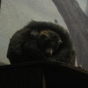 Curiosity Caverns- Mongoose Lemur