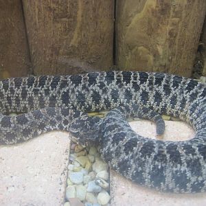 Gift Shop- Dusky Pygmy Rattlesnake