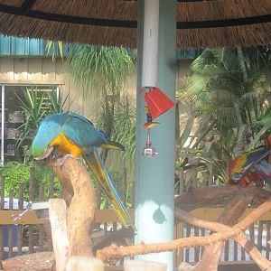 Macaw Exhibit