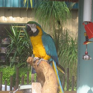 Blue and Gold Macaw
