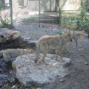 Panther Glade- Coyotes