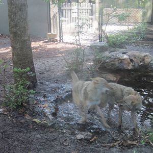 Panther Glade- Coyotes Playing