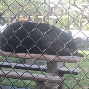 Black Bear Hammock- American Black Bear