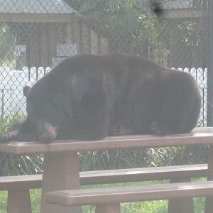 Black Bear Hammock- Snoozing on a Table