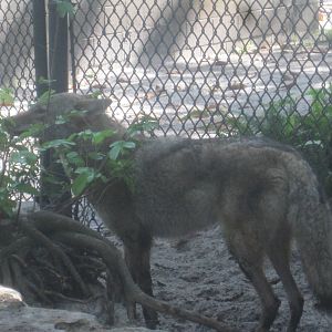 Panther Glade- Coyote