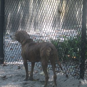 Panther Glade- Plott Hound