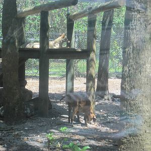 Panther Glade- Coyote and Dog