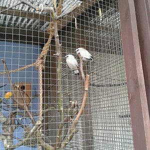 Bali Starlings