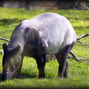 Malayan Tapir - Twycross Zoo - 15/04/2012