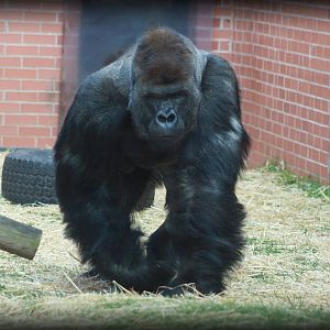Western Lowland Gorilla - Twycross Zoo - 15/04/2012