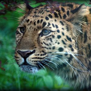 Amur Leopard - Twycross Zoo - 15/04/2012
