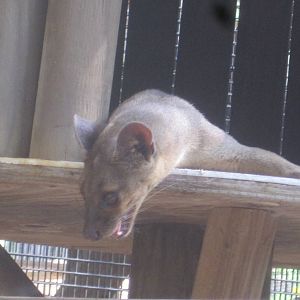 Fosas of Madagascar: Fossa Cub
