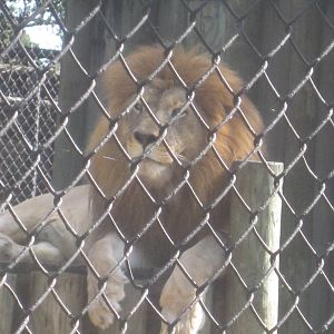 Big Cat's Lair- African Lion