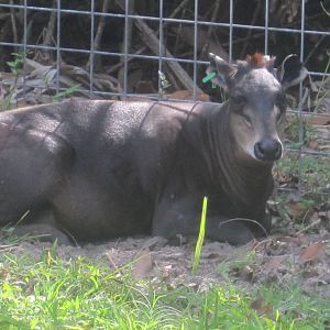 Yellow-Backed Duiker