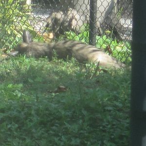 Striped Hyena