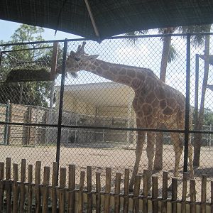 Giraffe Preview Exhibit- Reticulated Giraffes