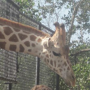 Giraffe Preview Exhibit- Giraffe Feeding