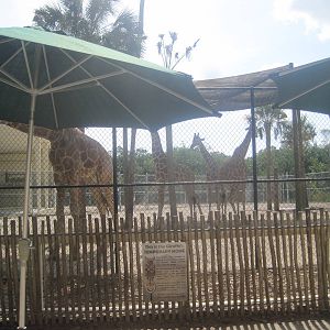 Giraffe Preview Exhibit- Giraffe Exhibit