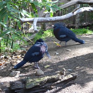 Victoria Crowned Pigeon