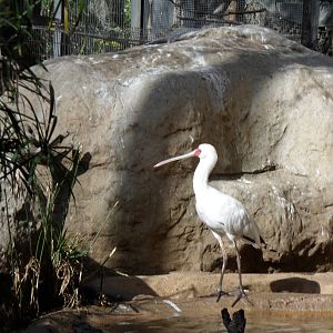 African Spoonbill