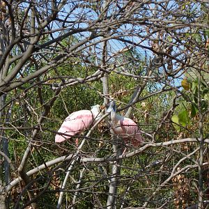 Roseate Spoonbill