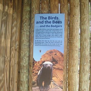 The Birds and the Bees and the Badgers