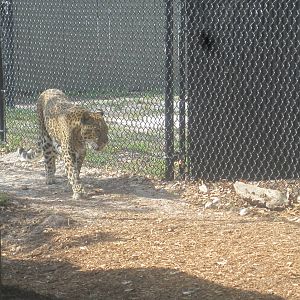 Leopard Rock- Leopard