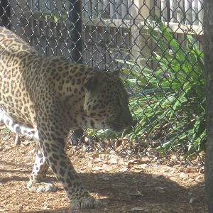 Leopard Rock- Leopard