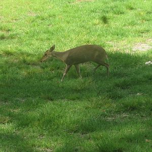 Reeve's Muntjac