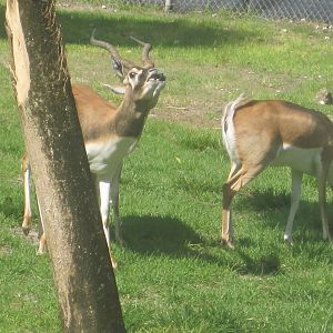 Blackbuck Making a Face