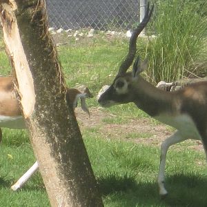 Blackbuck Herd