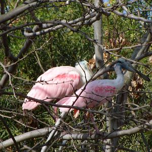 Roseate Spoonbill
