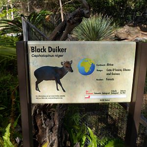 Black Duiker Sign