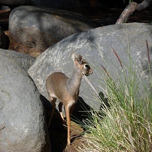 Kirk's Dik Dik