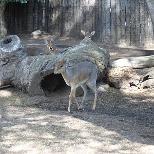 Kirk's Dik Dik