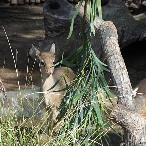 Kirk's Dik Dik