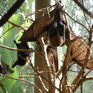 Fruit Bat