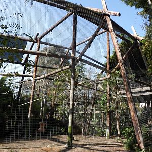 Red-Cheeked Gibbon Exhibit