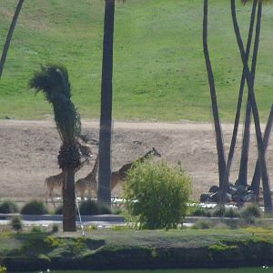 Giraffe View from Elevator