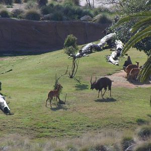Nyala view from elevator
