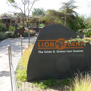 Lion Camp Entery